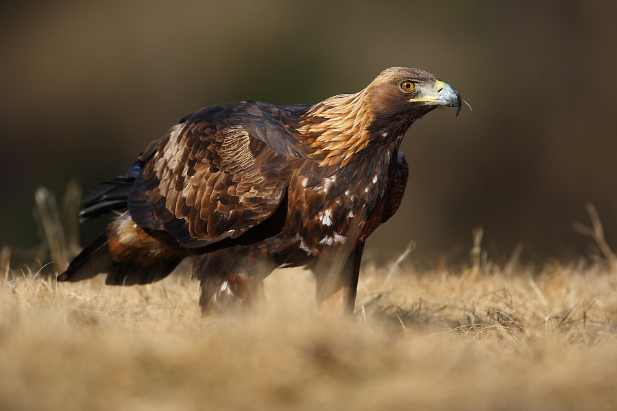 Orzeł przedni (Aquila chrysaetos) Golden Eagle