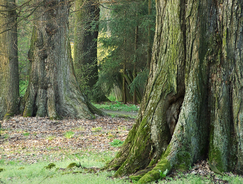 Dołęga park