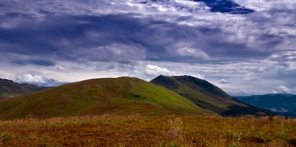 Tarnica