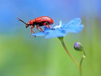 Poskrzypka leśna (Lilioceris merdigera)