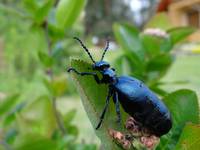 Hiszpańska Mucha - Oleica fioletowa (Meloe violaceus)