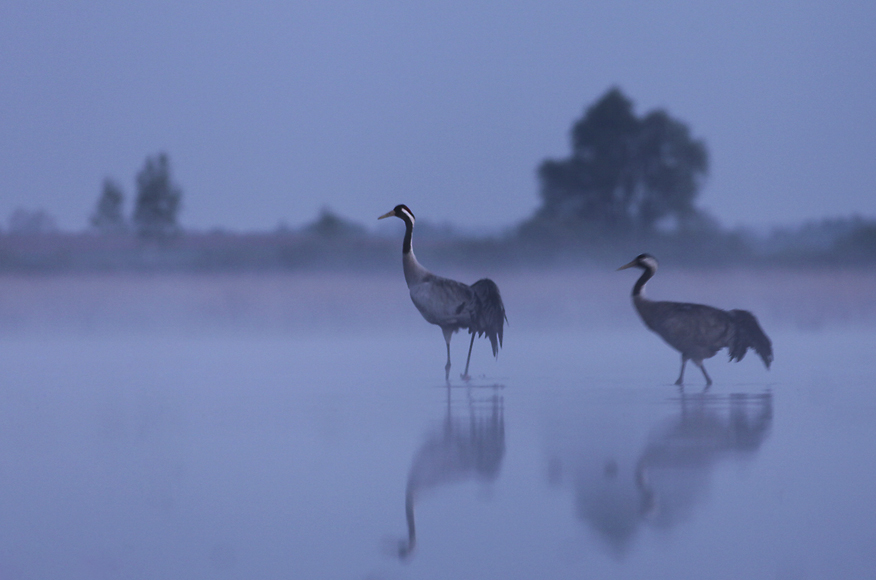 Żuraw - Grus grus