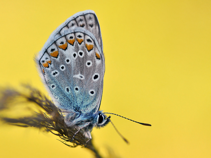 Phengaris teleius