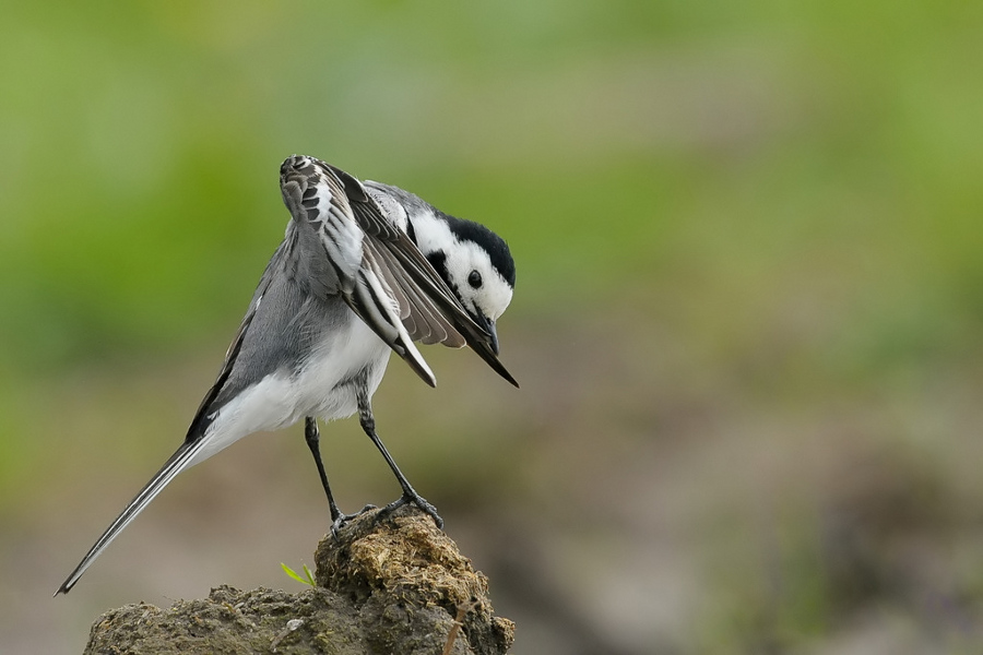 Motacilla alba