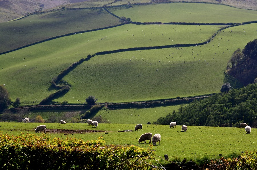 Exmoor