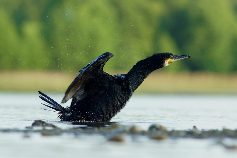 Kormoran