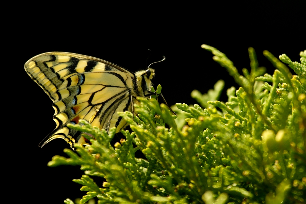 Paź królowej (Papilio machaon)