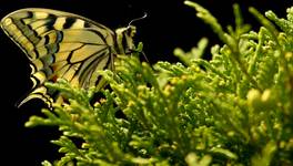 Paź królowej (Papilio machaon)