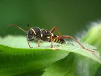 Biegowiec osowaty (Clytus arietis)...