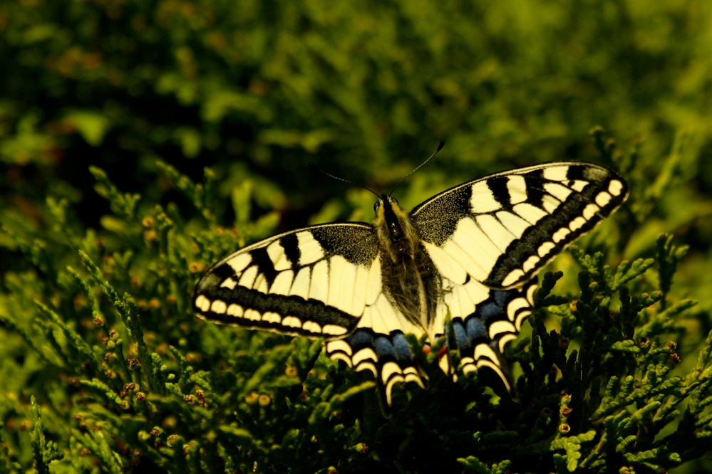 Paź królowej (Papilio machaon)