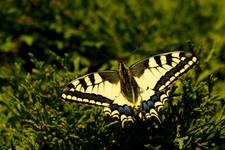 Paź królowej (Papilio machaon)