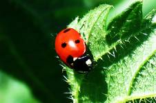 Ladybird