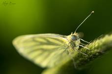 Pieris napi (Bielinek bytomkowiec)