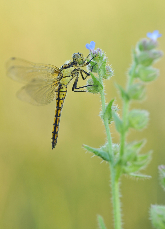 Libellula quadrimaculata