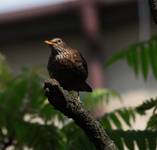 Szpak zwyczajny(Sturnus vulgaris)