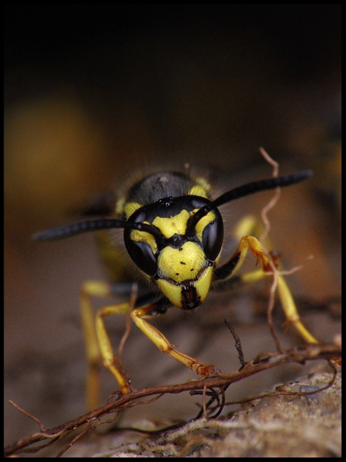 Vespula rufa