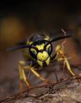 Vespula rufa