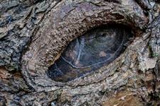The Desolation of Smaug