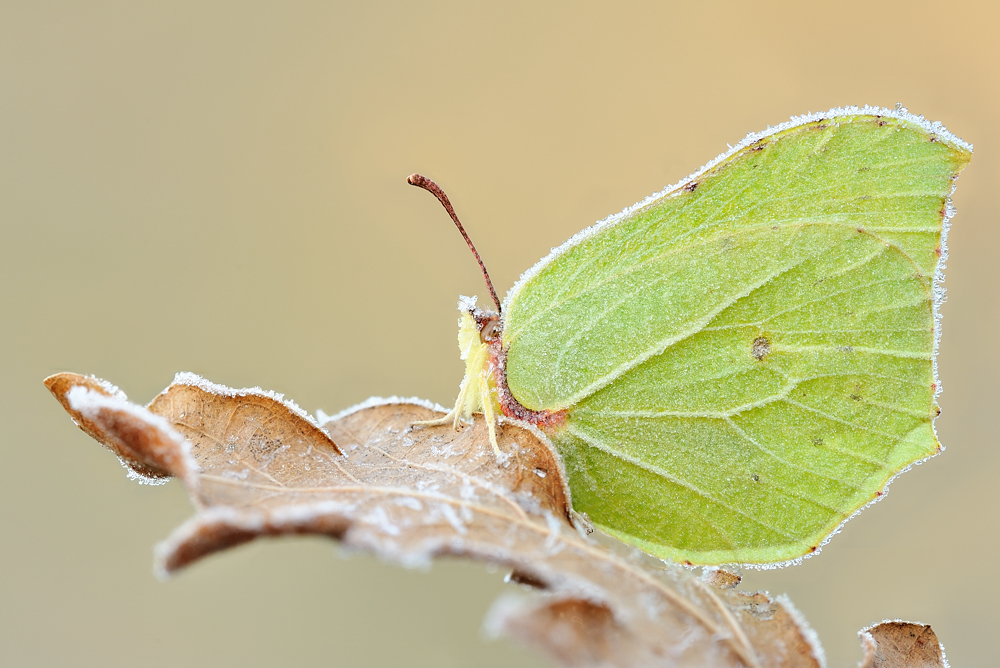 Cytrynek