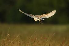 Płomykówka (Tyto alba)