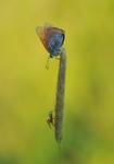 Czerwończyk nieparek Lycaena dispar