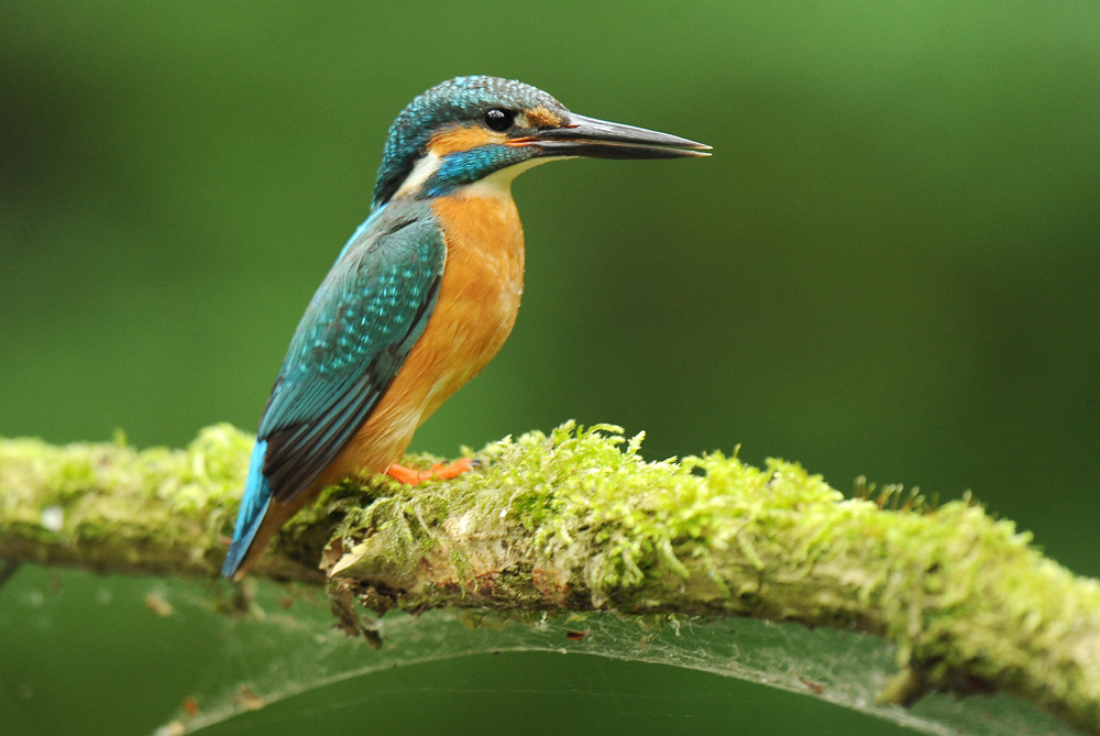 Kingfisher