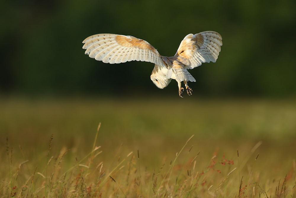 Płomykówka (Tyto alba)