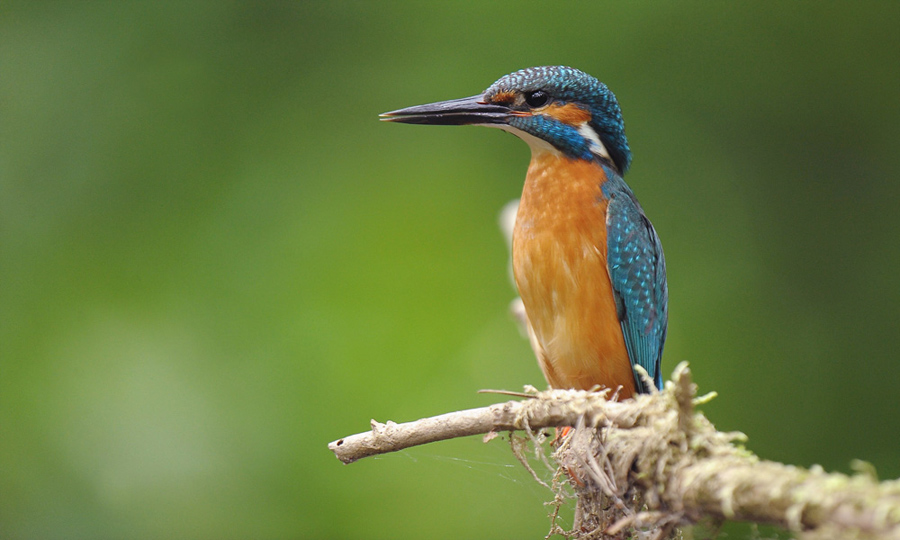 Kingfisher