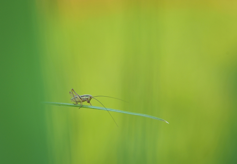 Konik polny Orthoptera