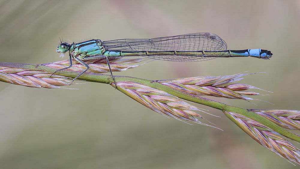 Damselfly