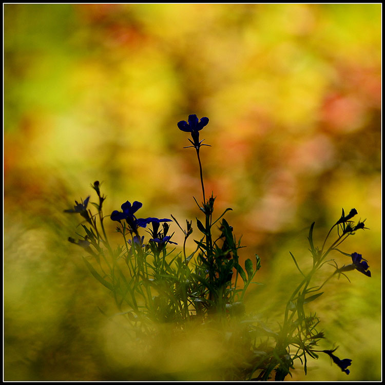 lobelia