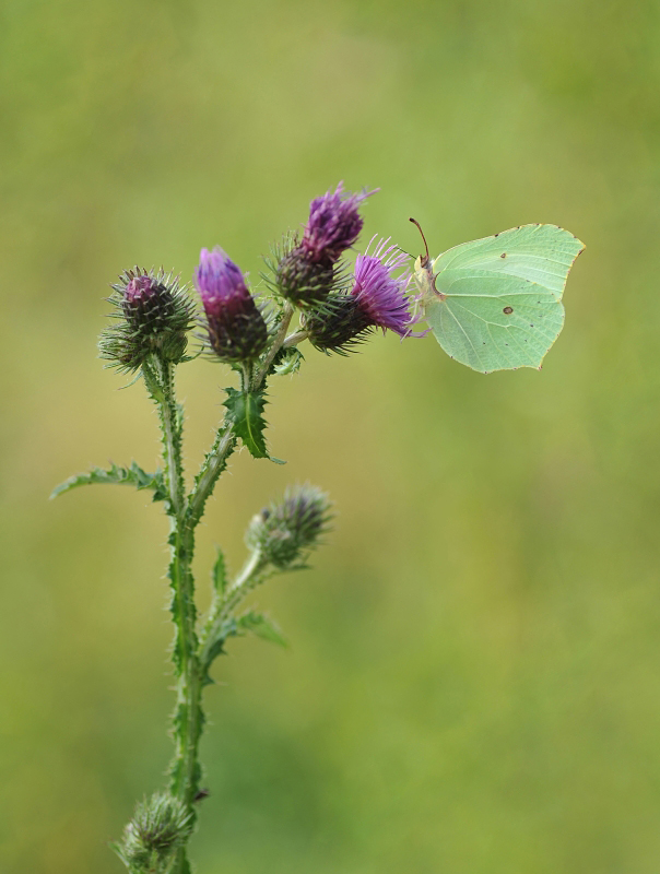 Listkowiec cytrynek Gonepteryx rhamni