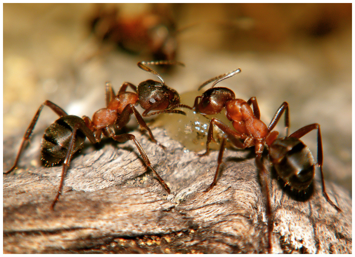 Formica Sanguinea