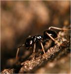 Lasius Fuliginosus