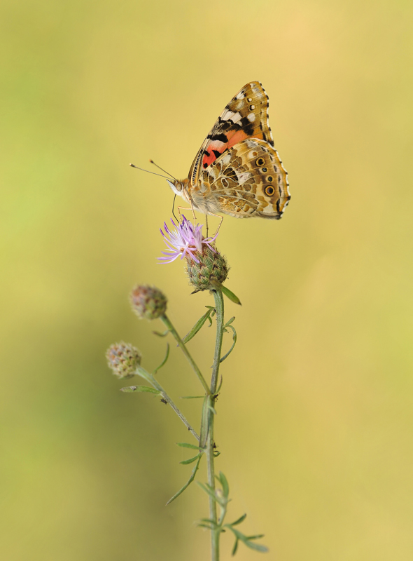 Rusałka osetnik Vanessa cardui