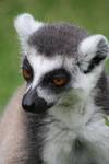 Lemur