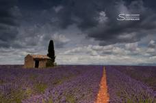 Lavender Storm