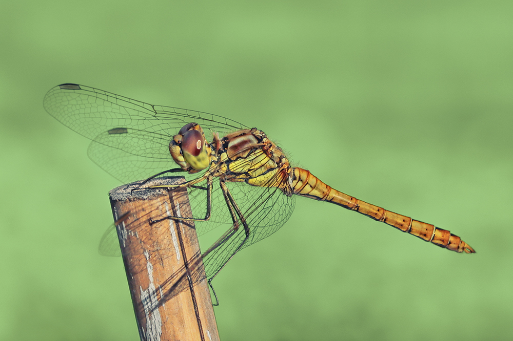 Szablak krwisty (Sympetrum sanguineum)