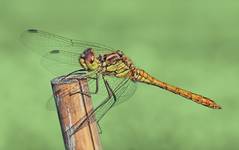 Szablak krwisty (Sympetrum sanguineum)