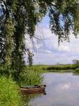 Narew w Bokinach 2