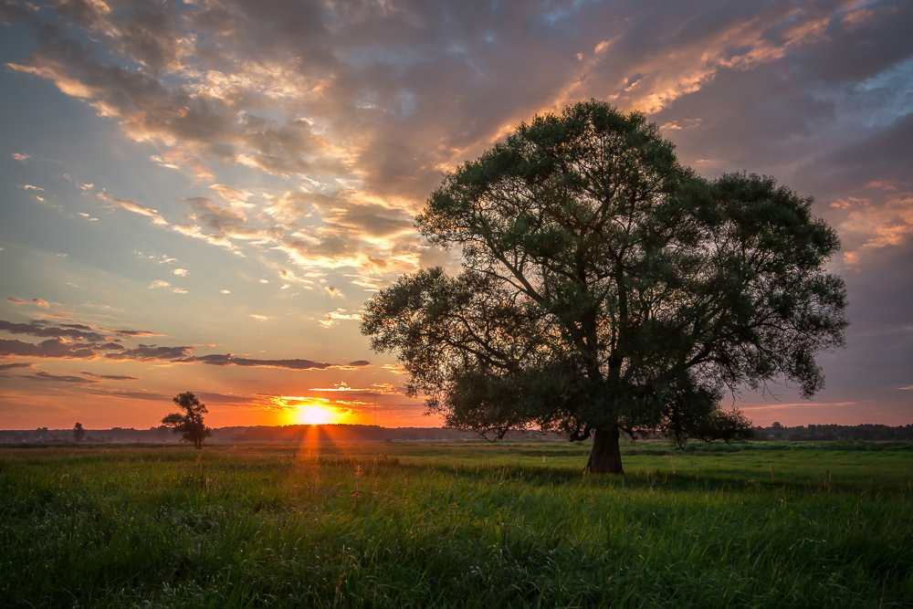 Yet Another Lonely Tree