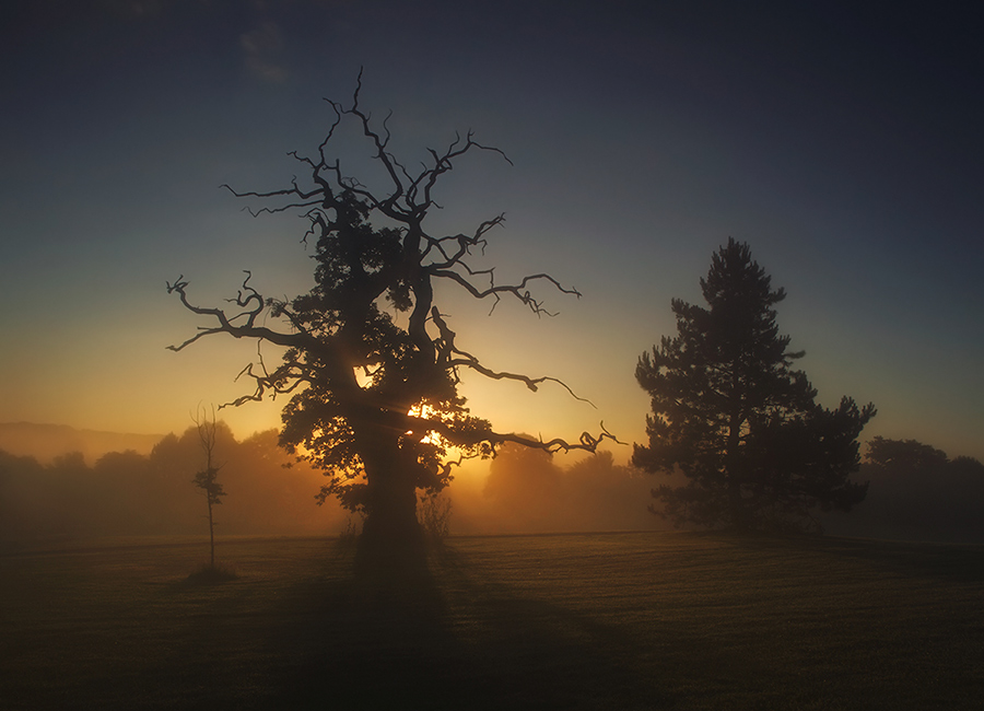 the dead tree