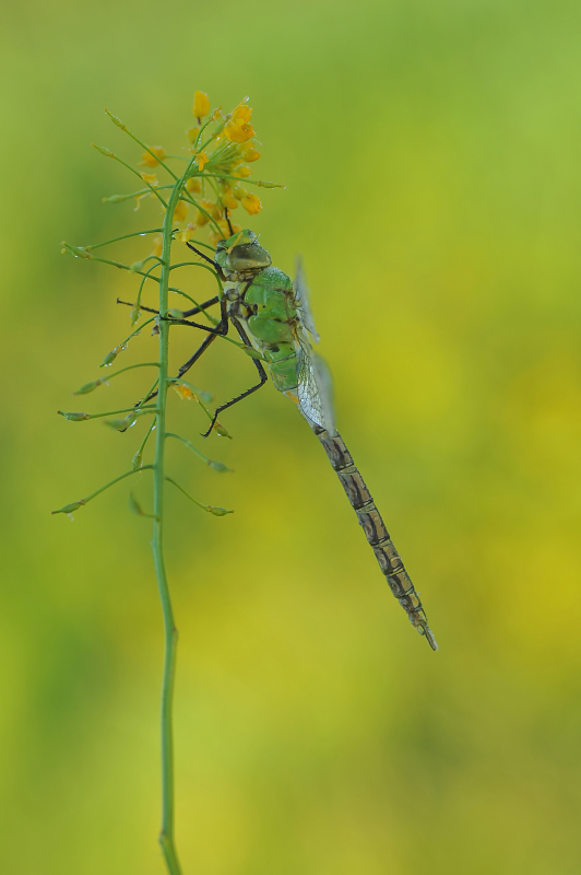 Husarz władca Anax imperator