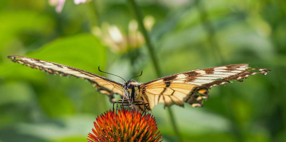 Eastern Tiger Swallowtail #1