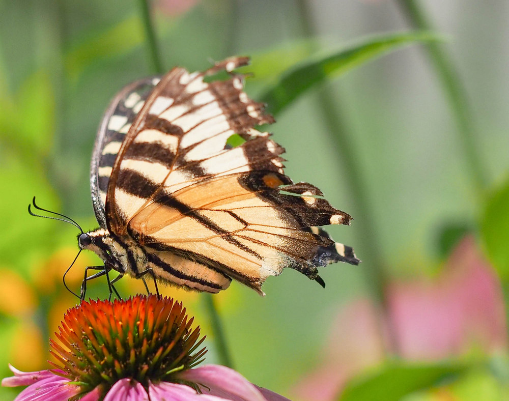 Eastern Tiger Swallowtail #2