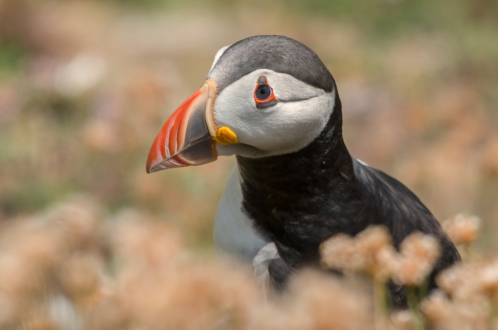 Puffin