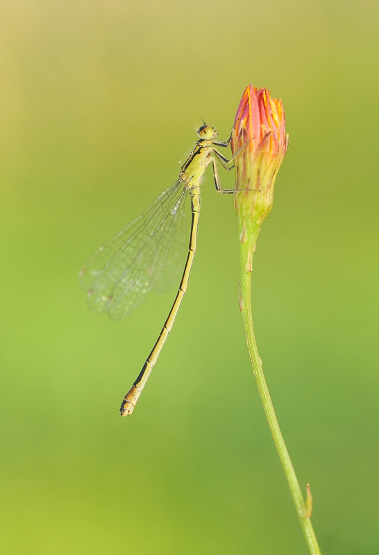 Tężnica wytworna Ischnura elegans