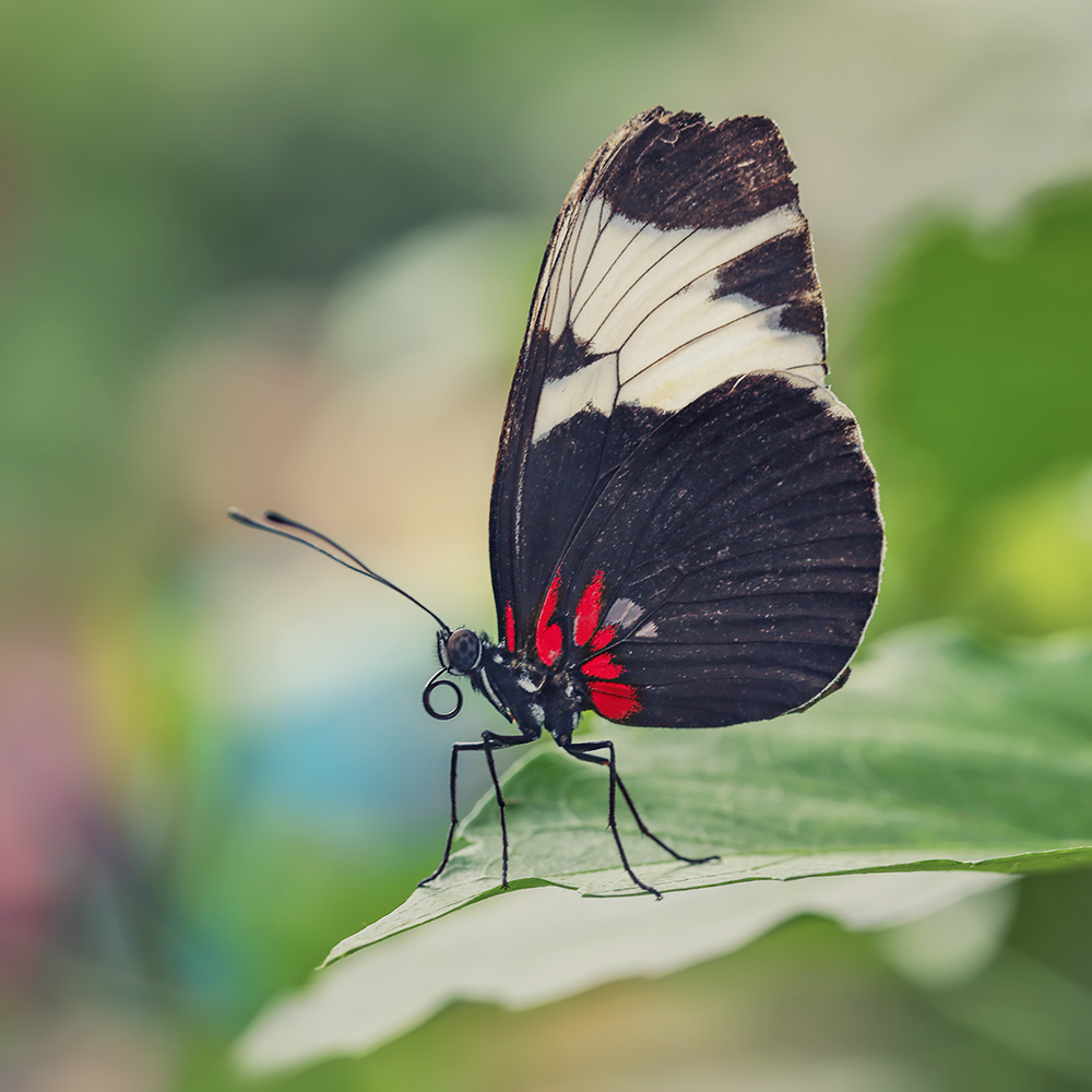 Heliconius