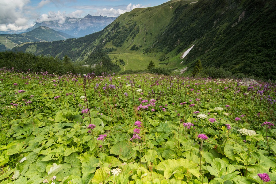 Alpejsko