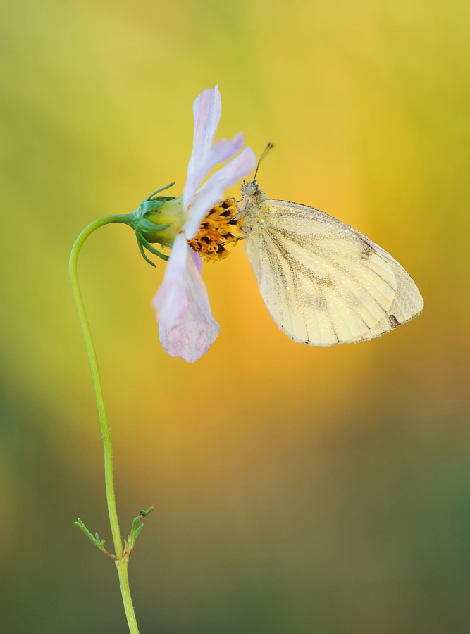 Bielinek bytomkowiec Pieris napi